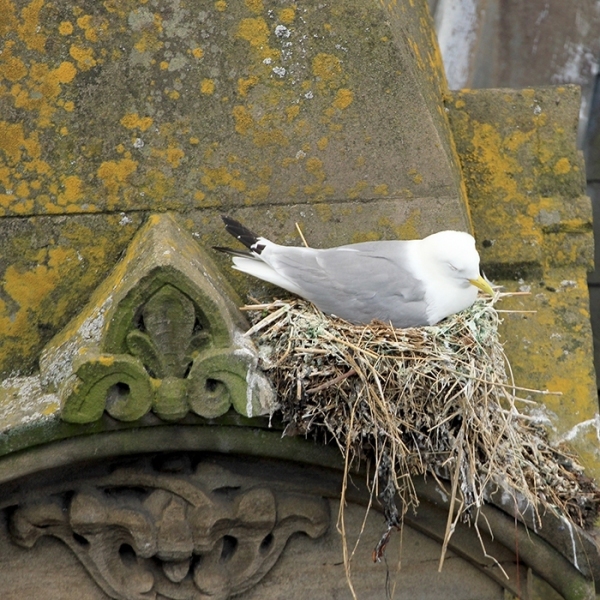 Kittiwake nesting on Phoenix House on Newcastle Quayside