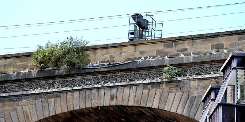 Newcastle Railway Bridge - Tyne Kittiwake colony 