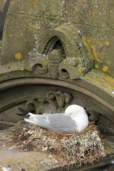 A Kittiwake resting on Phoenix House on Newcastle Quayside