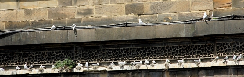 Newcastle Railway Bridge - Tyne Kittiwake colony 