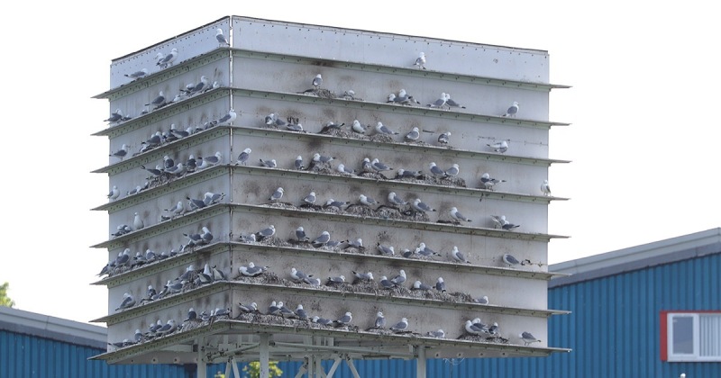 Kittiwakes nesting on the Saltmeadows Tower in Gateshead by Paul Buskin