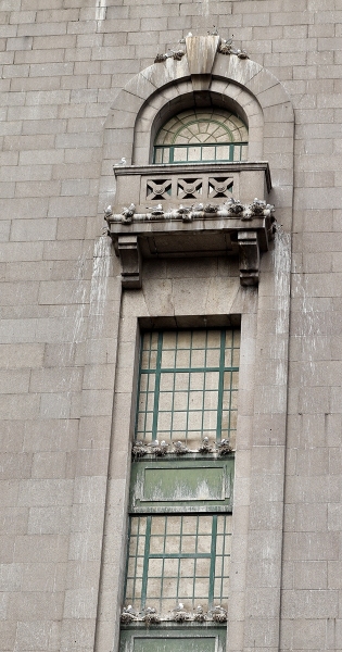 Kittiwakes nesting on a Tyne Bridge Tower - Newcastle Quayside