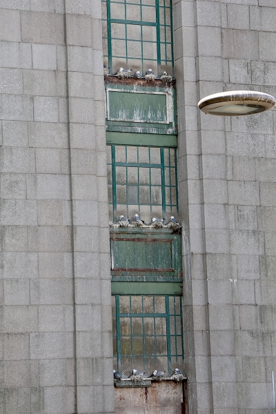 Kittiwakes nesting on a Tyne Bridge Tower - Newcastle Quayside