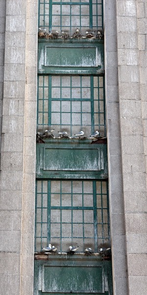 Kittiwakes nesting on a Tyne Bridge Tower - Newcastle Quayside