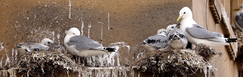 Kittiwakes nesting on the Guildhall on Newcastle Quayside