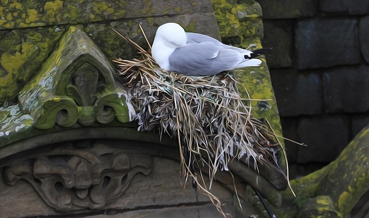 Kittiwake nesting on Phoenix House on Newcastle Quayside