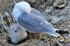 Kittiwake nesting on Phoenix House on Newcastle Quayside