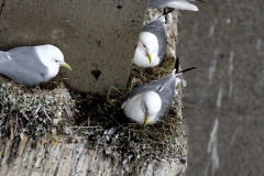 Kittiwakes nesting on a Tyne Bridge Tower - Newcastle Quayside