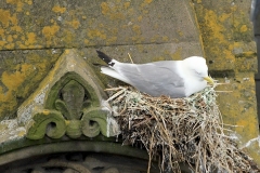 Kittiwake nesting on Phoenix House on Newcastle Quayside