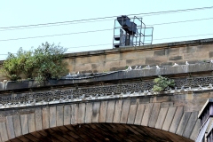 Newcastle Railway Bridge - Tyne Kittiwake colony 