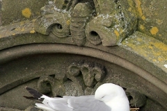 A Kittiwake resting on Phoenix House on Newcastle Quayside