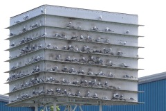 Kittiwakes nesting on the Saltmeadows Tower in Gateshead by Paul Buskin