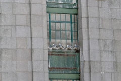 Kittiwakes nesting on a Tyne Bridge Tower - Newcastle Quayside