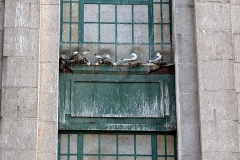 Kittiwakes nesting on a Tyne Bridge Tower - Newcastle Quayside