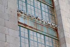 Tyne-Bridge-Tower-Newcastle-Quayside-Kittiwakes-June-2024