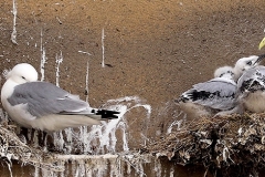Kittiwakes nesting on the Guildhall on Newcastle Quayside