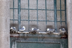 Kittiwakes nesting on a Tyne Bridge Tower - Newcastle Quayside