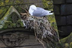 Kittiwake nesting on Phoenix House on Newcastle Quayside