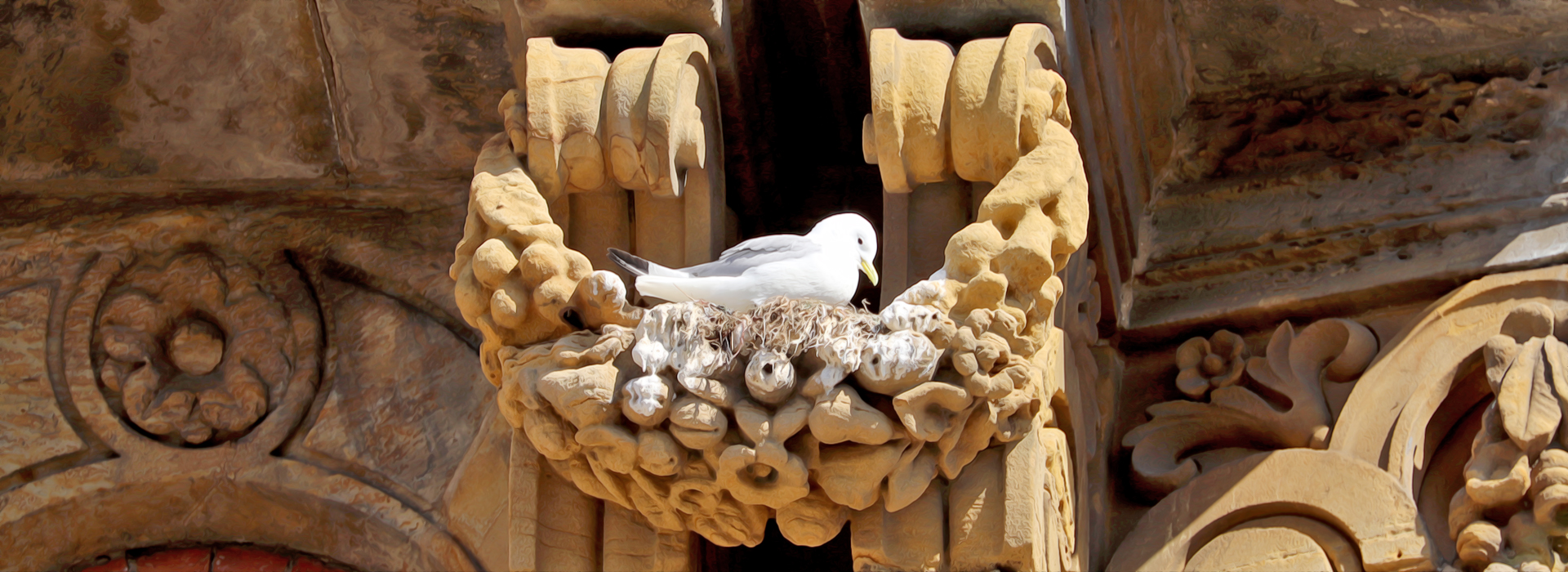 A Kittiwake nesting on the Grand Hotel in Scarborough
